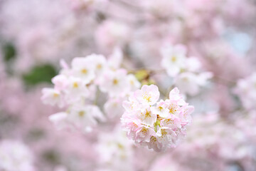 Welcome symbol of spring, pale pink flowers blooming on an ornamental cherry tree, fresh pastel pink nature background
