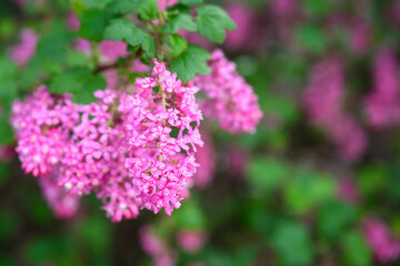 Cheerful bright pink flowers of Red Flowering Currant bush blooming in spring, as a nature background
