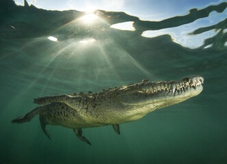 American crocodile close to the surface