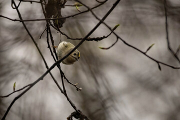 Golden-crowned Kinglet in natural habitat (