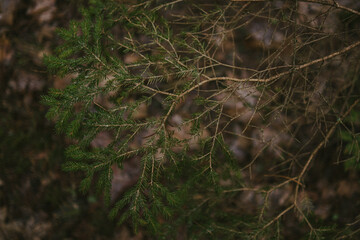 Close-up of tree bark texture