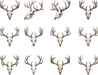 deer skull vector and illustration 