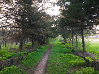 Curved stone path threading through sunlit park with fresh green canopy Walkway winds beneath vibrant leaves, embraced by open landscaped space