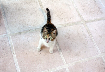 Single cat on patterned ground staring upward with alert posture and lifted tail Solo feline pauses...