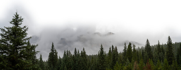 Panorama of a misty evergreen forest and mountains and sky fading to transparent or white