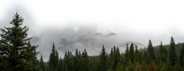 Panorama of a misty evergreen forest and mountains and sky fading to transparent or white
