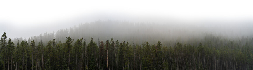 Panorama of a misty evergreen forest with spruce in foreground and sky fading to transparent or white