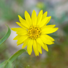 Macro image of a bright yellow wildflower on a soft focus background with the edges fading to transparent or white