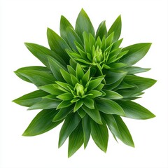 Fresh green plant showcasing bountiful leaves and healthy growth isolated on a bright white background for visual appeal