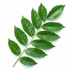 Fototapeta premium A leaf showcasing its natural beauty with intricate details against a simple white background for artistic presentation