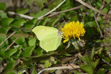 butterfly on yellow flower