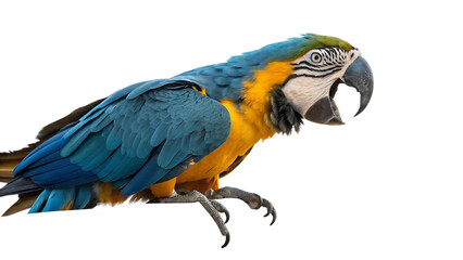 Fototapeta premium Vibrant blue and gold macaw parrot perched ready to speak and fly