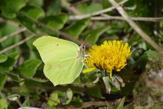 butterfly on yellow flower