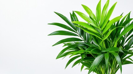 Fototapeta premium Charming potted plant captured in high-quality realistic photography showcasing its green foliage and freshness