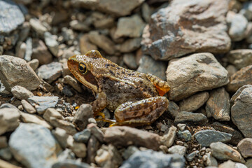 Rana temporaria in Pyrenees, Spain
