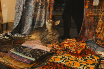 Tabby cat resting in a display case on colorful carpets