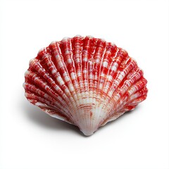 Obraz premium Unique red and white scallop isolated on a white background captured in high quality realistic photo showcasing its beauty