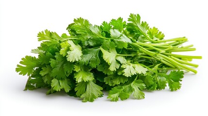 Obraz premium Freshly harvested bunch of sawtooth coriander leaves isolated on a clean background emphasizing their bright green color