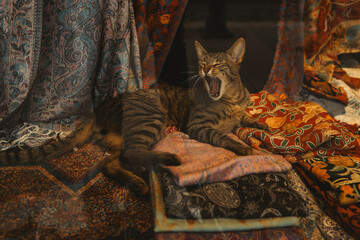 Tabby cat resting in a display case on colorful carpets