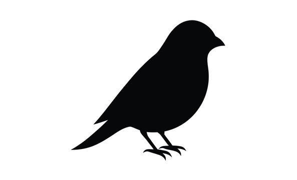 Elegant canary vector silhouette, elegant Canary Illustration Vector  
