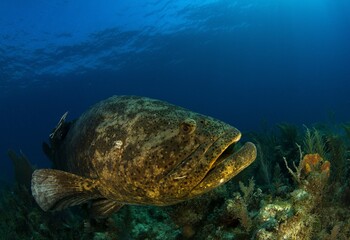 Goliath grouper in the foreground and the reef in the background