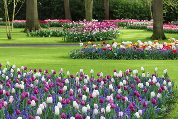 Flower beds full of bright tulips in a park in spring