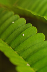 green leaf with dew drops