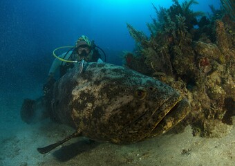 Goliath grouper and a diver 