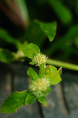 green caterpillar on a leaf