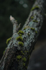 Tree Bark Texture Close-Up