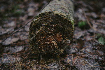 Close-up of forest textures