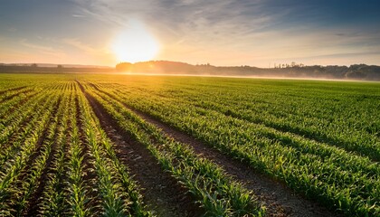 lush green crops growing in field at sunrise