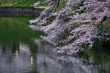 Sakura Blossoms Hanging Over the Water with Delicate Reflections in Tokyo
