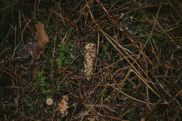 Natural bark textures in the forest
