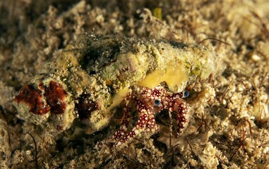 Spotted hermit crab with blue eyes