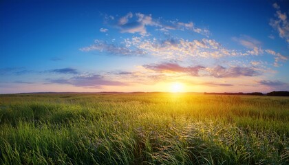 Fototapeta premium natural background dawn and blue sky in the field the sun rises over the horizon on a background of grass