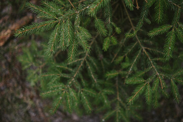 Forest landscape with tree textures