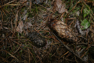 Woodland textures and tree trunks
