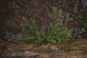 Close-up of forest textures