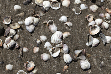 Scattered seashells on a sandy beach create a serene natural texture