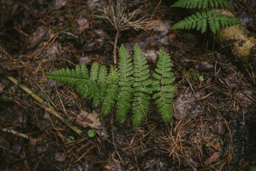 Close-up of tree bark texture