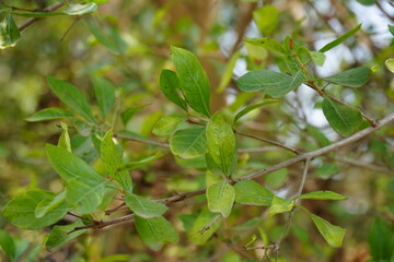 The green leaves on the branches of a Scouler's willow plant in close up with a blurry background