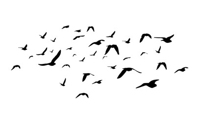 Flying birds silhouette flock. hand drawing. Not AI. Vector illustration.