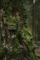 Forest landscape with tree textures