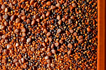 Closeup of Mixed seeds ready to be planted for micro greens 
