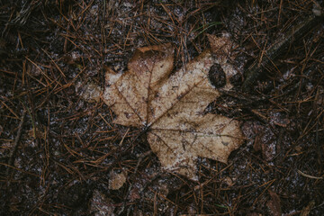 Natural bark textures in the forest