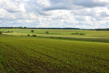 Fototapeta premium Growing plants in the field. Bushes and trees in the distance. Blue cloudy sky.