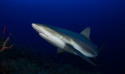 Obraz premium Reef shark swimming towards the surface