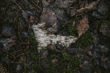 Close-up of forest textures