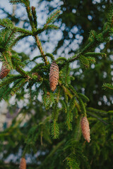 Close-up of forest textures